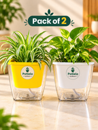 Potlelo Self-Watering Planters – Set of 2 - Yellow & White| 4-Inch Indoor Plant Pots | Pot Only