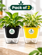 Potlelo Self-Watering Planters – Set of 2 - Black & Yellow | 4-Inch Indoor Plant Pots | Pot Only