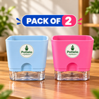 S.W Love™ Self-Watering Square Planter – Pastel Blue & Pink | 5×5×4 Inch ( Pot only )