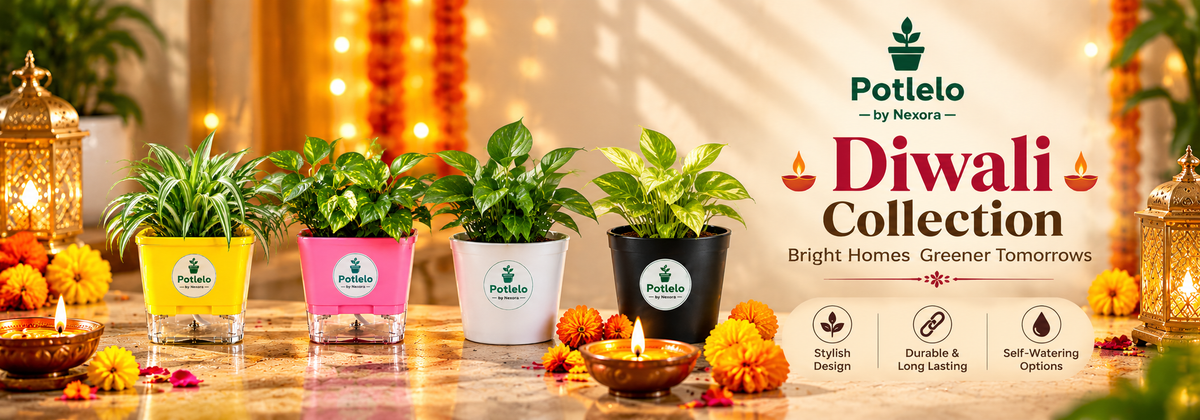 Diwali Special Collection ✨