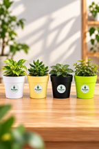 Crown Planter Pot | 4inch | Combo