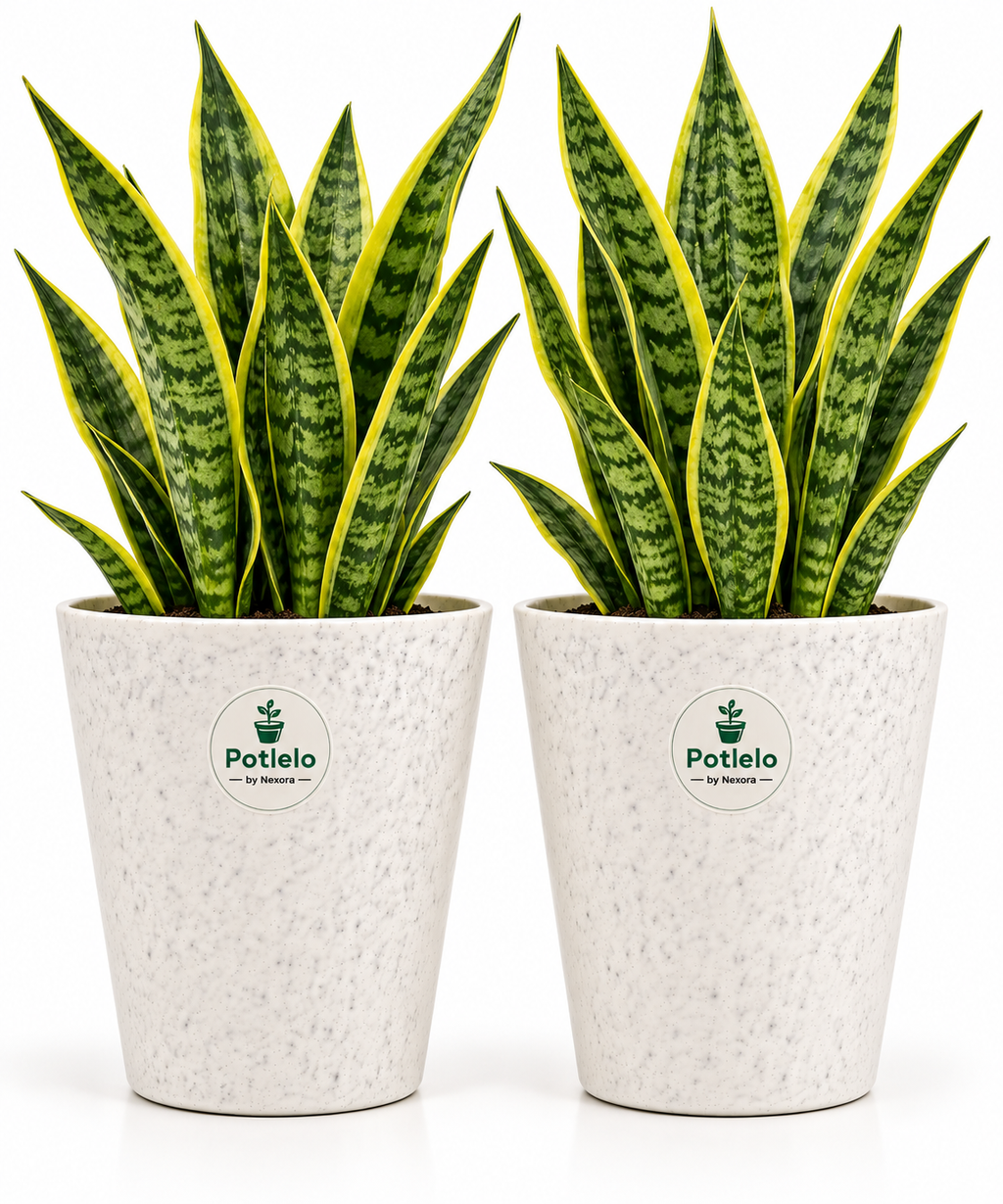 Potlelo Marble Tower Planter – 8 Inch |  Combo Pack of 2 | Pot Only