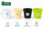 Crown Planter Pot | 4inch | Combo